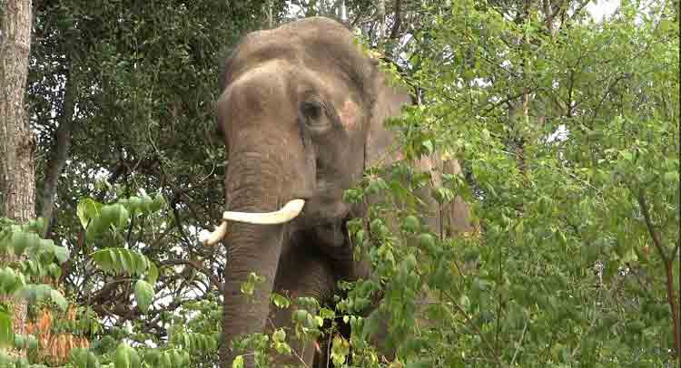 Sunder is the poster child of all temple elephants. His sad plight gripped the hearts of celebrities like Sir Paul McCartney, and after three years of court battle he now wanders freely in the Bannerghatta Biological Park, Bangalore.